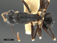 Camponotus-pulchellus-MCZ001D.jpg