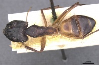 Camponotus magister casent0911999 d 1 high.jpg