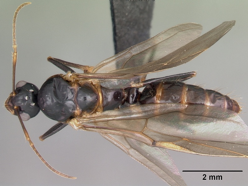 File:Camponotus putatus casent0497230 dorsal 1.jpg