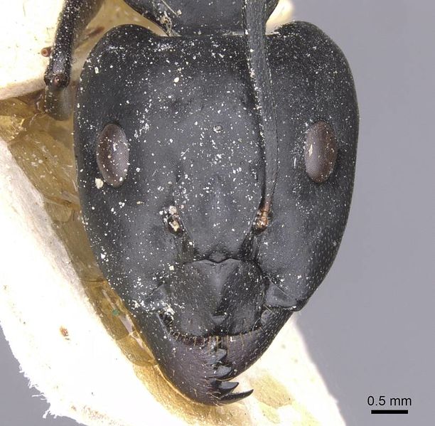 File:Camponotus thoracicus casent0912064 h 1 high.jpg