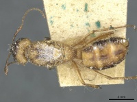 Camponotus trifasciatus casent0911713 d 1 high.jpg