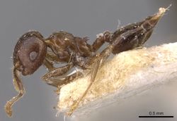 Crematogaster nigeriensis casent0908612 p 1 high.jpg