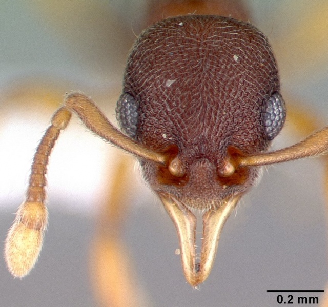 File:Lenomyrmex wardi casent0106197 head 1.jpg