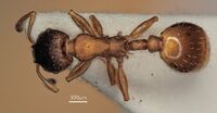 Leptothorax scamni F24.jpg