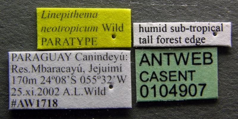 File:Linepithema neotropicum casent0104907 label 1.jpg
