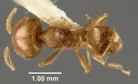 MCZ-ENT00022811 Pheidole gaigei had.jpg