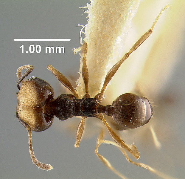 File:MCZ-ENT00031612 Pheidole embolopyx had.jpg