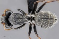 MCZ-ENT00513670 Camponotus auropubens auropubens had 1-6.jpg