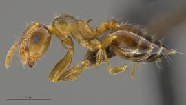 Mcz-ent00668590 Crematogaster navajoa hal.jpg