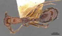 Monomorium albopilosum casent0902192 d 1 high.jpg