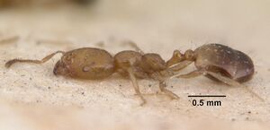 Monomorium destructor casent0010944 profile 1.jpg