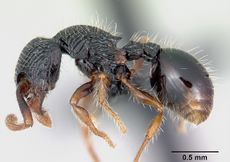 Myrmecina striata casent0070295 profile 1.jpg