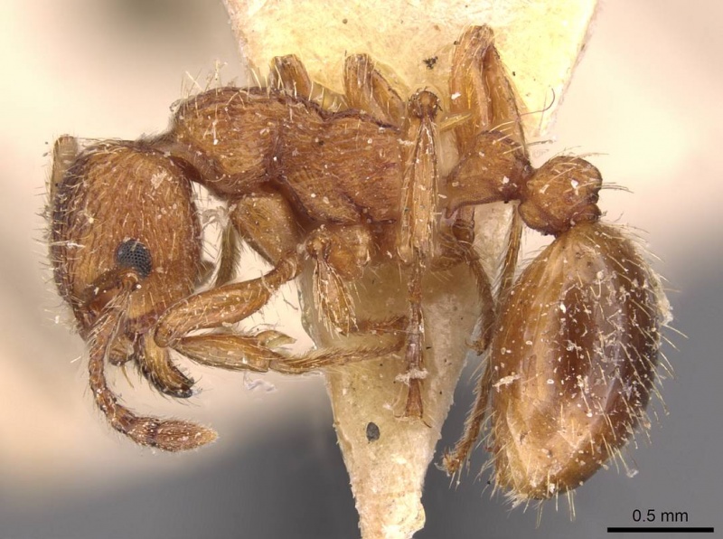 File:Myrmica hellenica P casent0907653.jpg