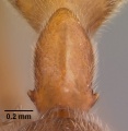Odontomachus coquereli casent0049797 profile 2.jpg