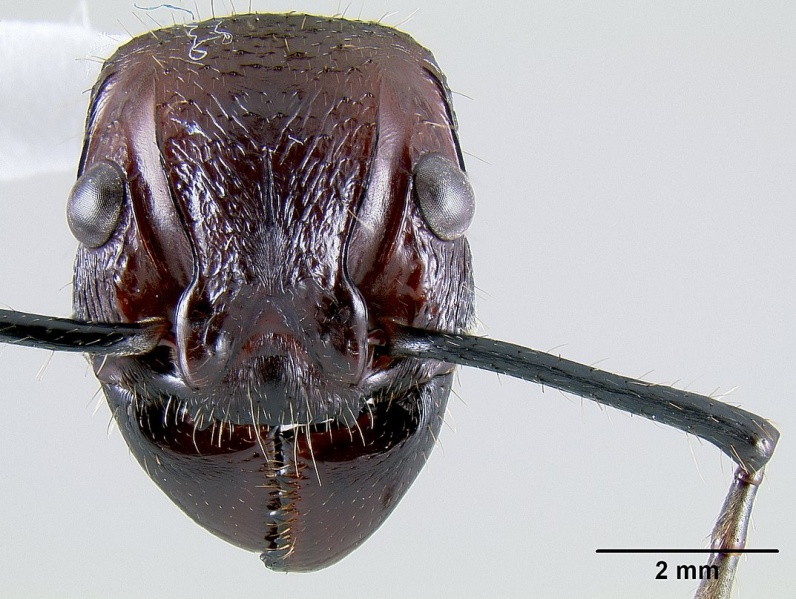 File:Paraponera clavata casent0106092 head 1.jpg