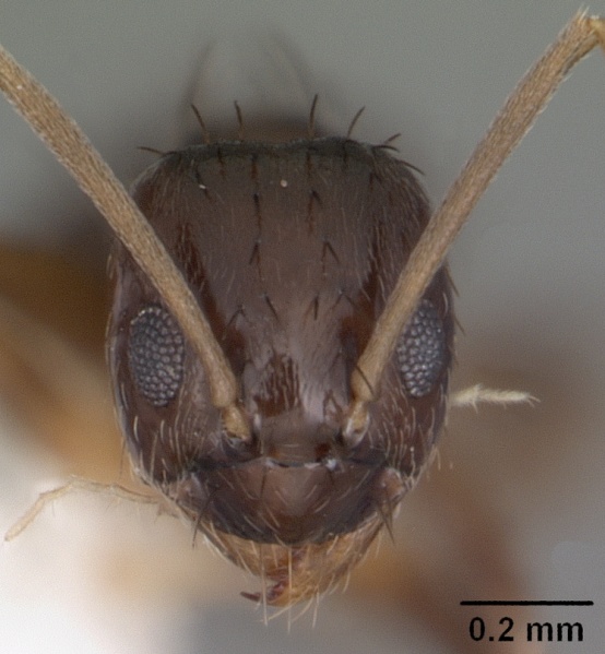 File:Paratrechina parvula casent0104230 head 1.jpg