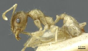 Pheidole albidula casent0913261 p 1 high.jpg