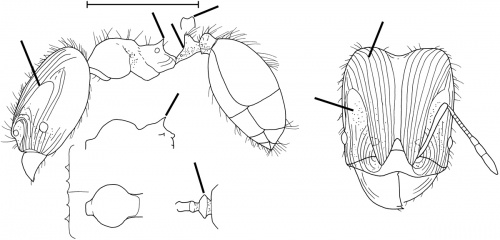 Pheidole neolongiceps Wilson 2003.jpg