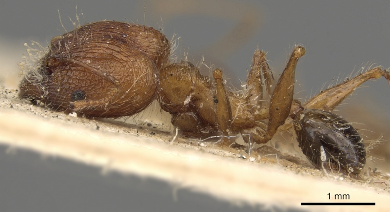 File:Pheidole plagiaria casent0901406 p 1 high.jpg