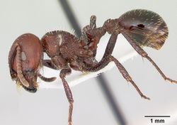 Pogonomyrmex marcusi casent0103519 profile 1.jpg