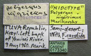 Polyergus nigerrimus casent0173340 label 1.jpg