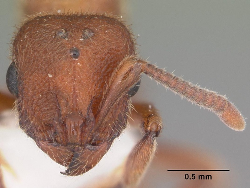 File:Proceratium croceum casent0104440 head 1.jpg