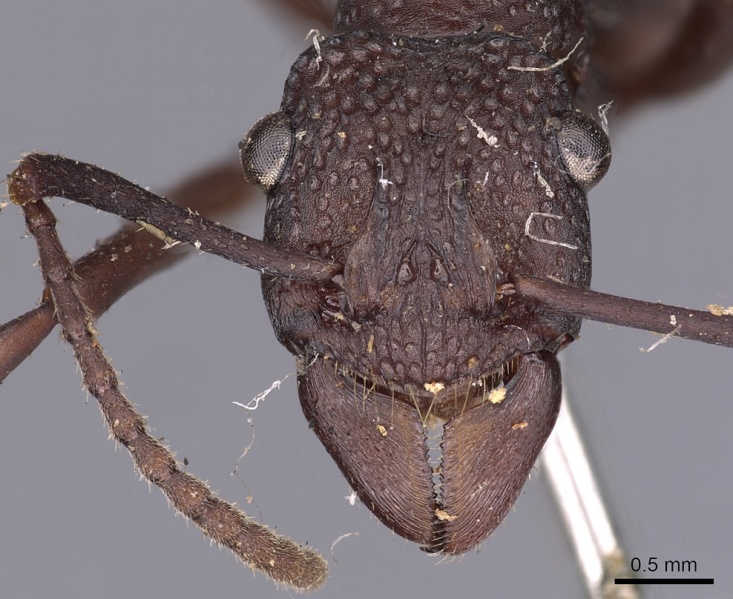 File:Rhytidoponera punctata casent0900520 h 1 high.jpg