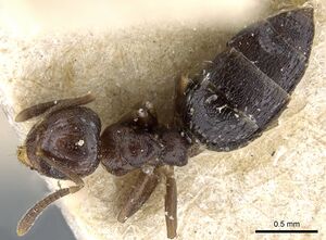 Technomyrmex strenuus casent0905789 d 1 high.jpg