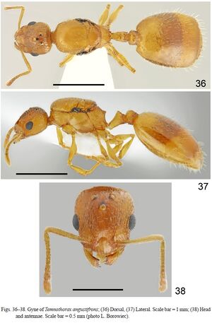 Temnothorax angustifrons F36-38.jpg