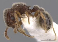 Tetramorium kheperra casent0901062 p 1 high.jpg