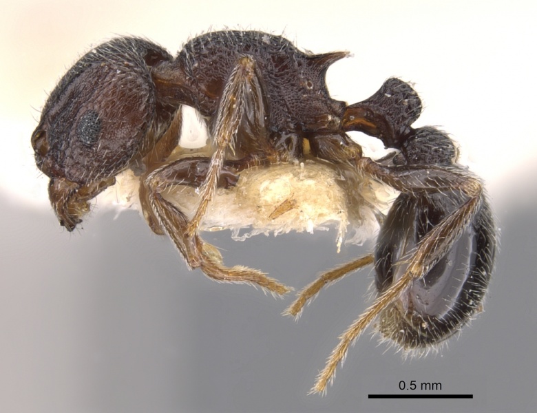 File:Tetramorium legone casent0901170 p 1 high.jpg