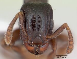 Tetramorium venator casent0415619 h 1 high.jpg