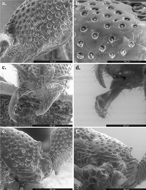 Tyrannomyrmex rex F2.jpg