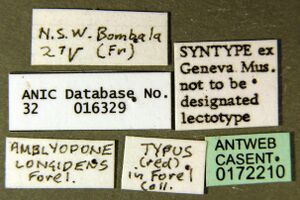 Amblyopone longidens casent0172210 label 1.jpg