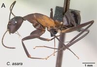 Camponotus asara 42a.jpg