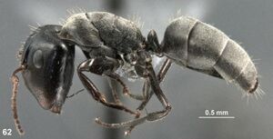 Camponotus benguetensis paratype F62.jpg