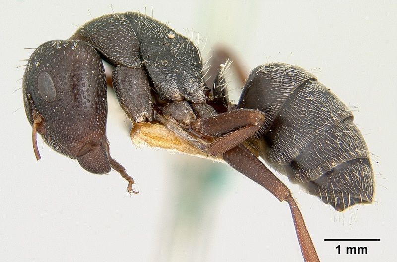 File:Camponotus grandidieri casent0101368 profile 1.jpg