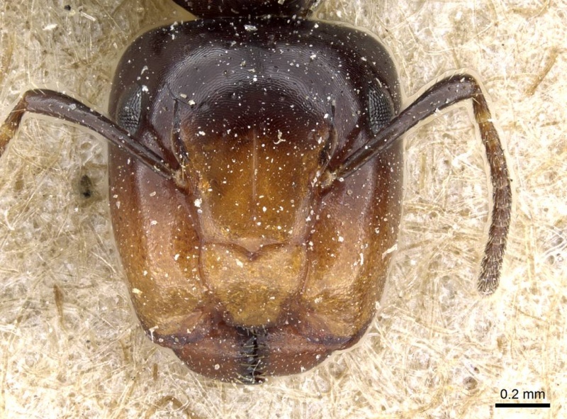 File:Camponotus vitreus casent0905807 h 1 high.jpg