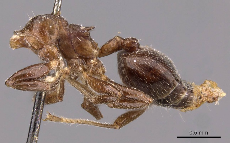 File:Crematogaster africana casent0908620 p 1 high.jpg