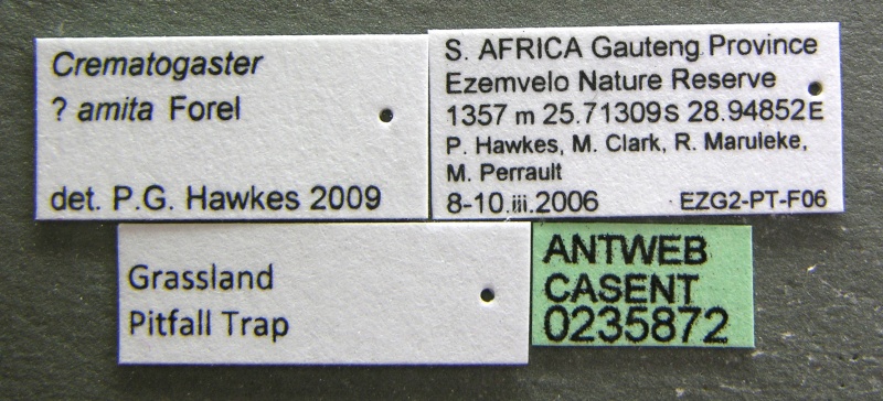 File:Crematogaster amita casent0235872 l 1 high.jpg