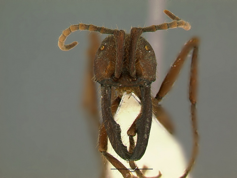 File:Eciton-vagans-angustatumSF1.jpg