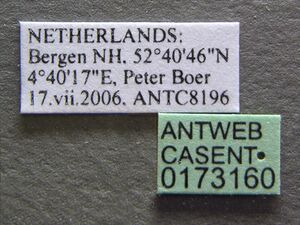 Formicoxenus nitidulus casent0173160 label 1.jpg