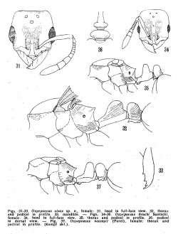 Kempf 1974 Oxyepoecus fig 31-37.jpg