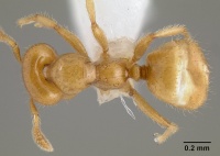 Myrmelachista flavocotea casent0106049 dorsal 1.jpg