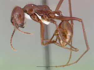 Ocymyrmex ankhu castype13684 profile 1.jpg