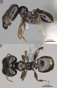 Pheidole lamperos F82df.jpg