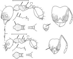 Pheidole stigma Wilson 2003.jpg