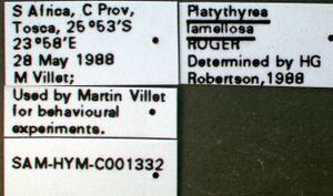 Platythyrea lamellosa sam-hym-c001332a label 1.jpg