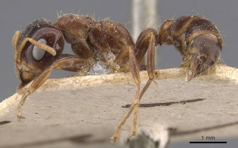 File:Pseudomyrmex triplarinus casent0907527 p 1 high.jpg