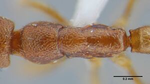 Simopelta minima ufv-labecol-000001 d 2 high.jpg